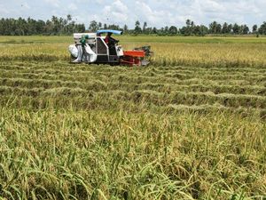 Cadangan Pangan di Sulsel Masih Jauh dari Ideal, Kekurangan 1.700 Ton