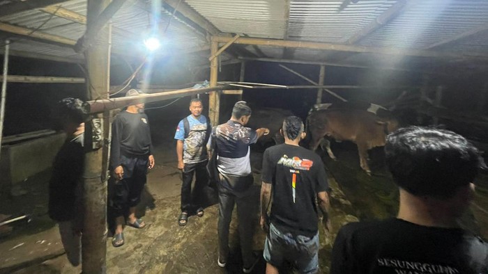 Tim Resmob Polres Boyolali saat menggerebek penggelonggongan sapi di tempat penyembelihan hewan milik warga di Ampel, Boyolali.