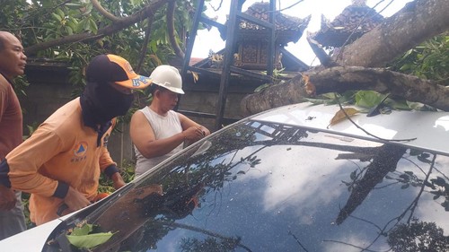 Pohon tumbang timpa mobil di Klungkung, Bali.