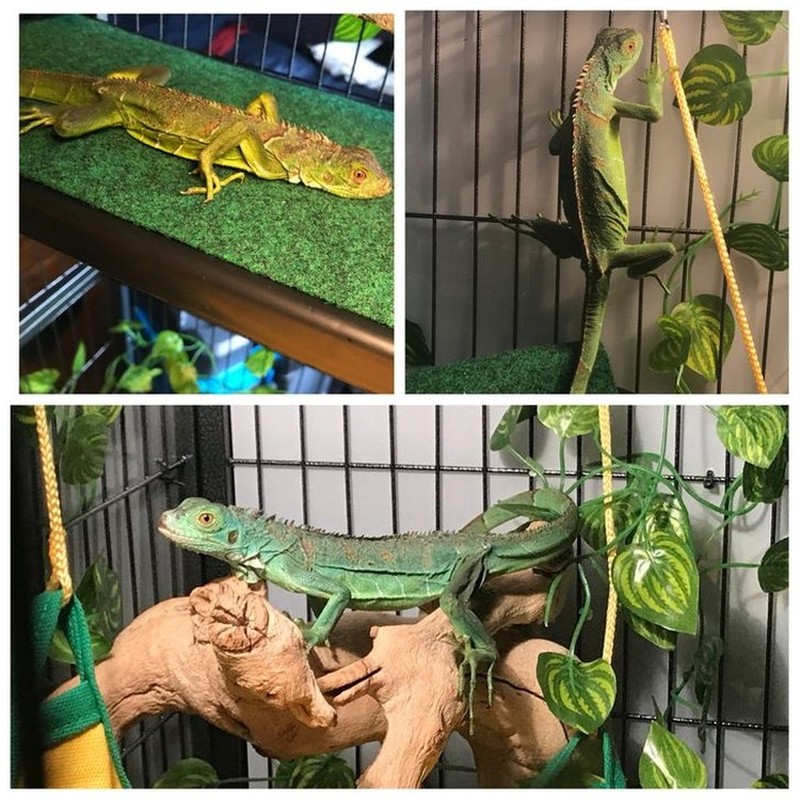 potret perubahan hewan sebelumdan setelah diadopsi