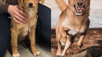 Pada hari saya membawa Ivy pertama kali, dia adalah anjing yang gelisah. Sekarang, dia menikmati berlarian di hutan dan berada bersama kami, majikan yang dipilihnya. (Foto: Brightside)