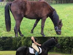 Mengharukan! Potret Perubahan Hewan Sebelum dan Setelah Diadopsi