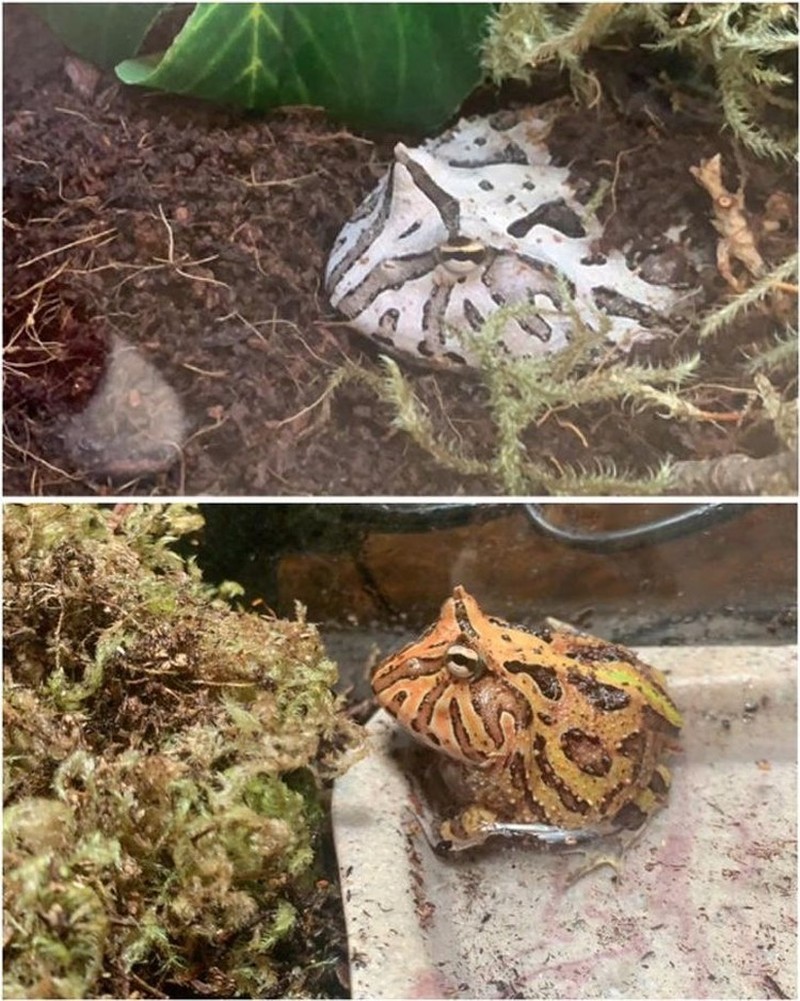 potret perubahan hewan sebelumdan setelah diadopsi