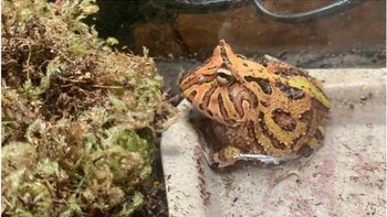 Ini adalah katak saya sebelum dan setelah saya membawanya pulang. Lihatlah bagaimana warna kulitnya begitu sempurna melakukan penyamaran. (Foto: Brightside)