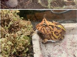 Mengharukan! Potret Perubahan Hewan Sebelum dan Setelah Diadopsi