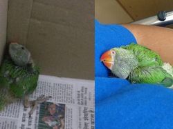 Mengharukan! Potret Perubahan Hewan Sebelum dan Setelah Diadopsi