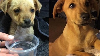 Apollo, ketika saya menemukanya vs setelah menghujaninya cinta, makanan dan ciuman. (Foto: Brightside)