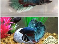 Mengharukan! Potret Perubahan Hewan Sebelum dan Setelah Diadopsi