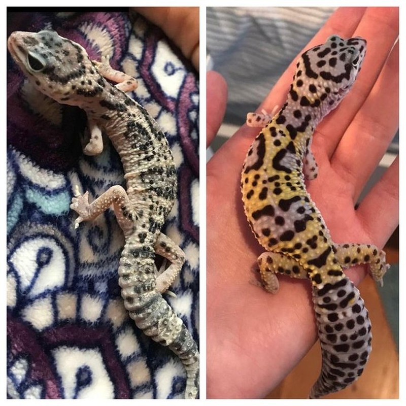 potret perubahan hewan sebelumdan setelah diadopsi