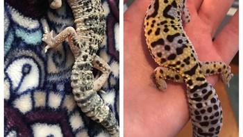 Hewan kecilku sebelum dan sesudah ku rawat, dia sangat kuat! (Foto: Brightside)