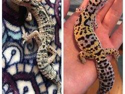 Mengharukan! Potret Perubahan Hewan Sebelum dan Setelah Diadopsi