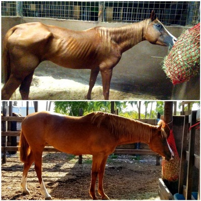 potret perubahan hewan sebelumdan setelah diadopsi