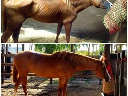 Mengharukan! Potret Perubahan Hewan Sebelum dan Setelah Diadopsi