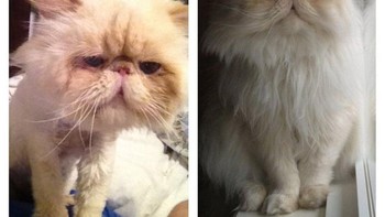 Ini Walter, sebelum dan sesudah dirawat. (Foto: Brightside)