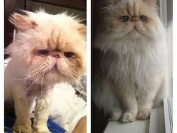 Mengharukan! Potret Perubahan Hewan Sebelum dan Setelah Diadopsi