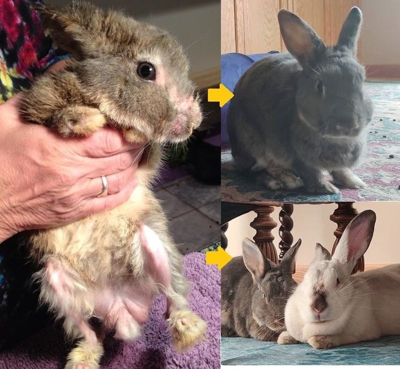 potret perubahan hewan sebelumdan setelah diadopsi