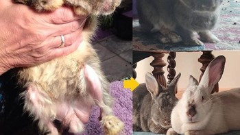 Dia masih bayi ketika kami membawanya dari tempat parkir di mal. Kini dia akan berusia 7 tahun. (Foto: Brightside