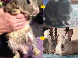 Mengharukan! Potret Perubahan Hewan Sebelum dan Setelah Diadopsi