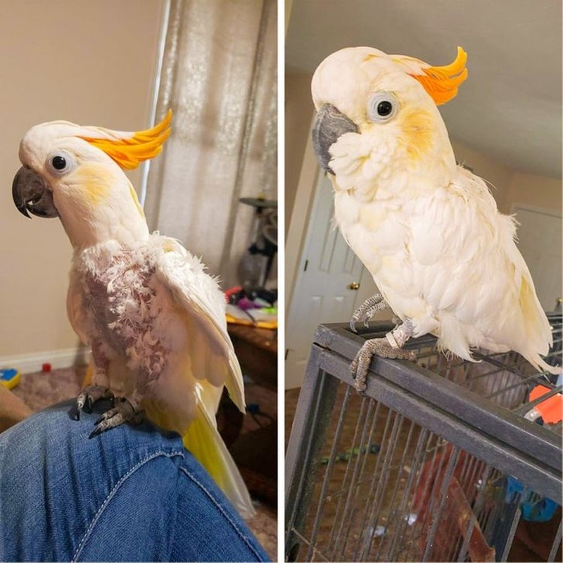 potret perubahan hewan sebelumdan setelah diadopsi