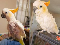 Mengharukan! Potret Perubahan Hewan Sebelum dan Setelah Diadopsi