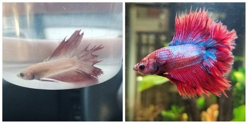 potret perubahan hewan sebelumdan setelah diadopsi