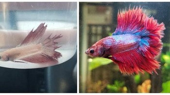 Selamat hari adopsi satu tahun untuk Philip! Saya sangat bangga melihat perkembangannya! (Foto: Brightside)