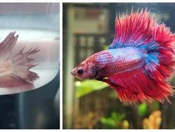 Mengharukan! Potret Perubahan Hewan Sebelum dan Setelah Diadopsi