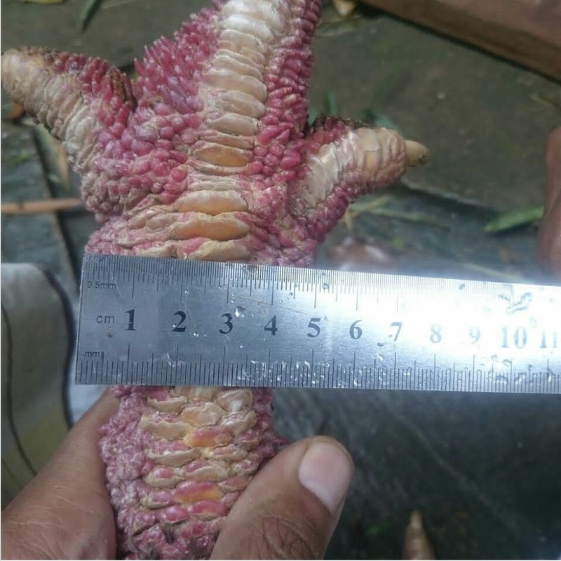 5 Fakta Dong Tao, Ayam Mahal yang Punya Ceker Jumbo Bersisik