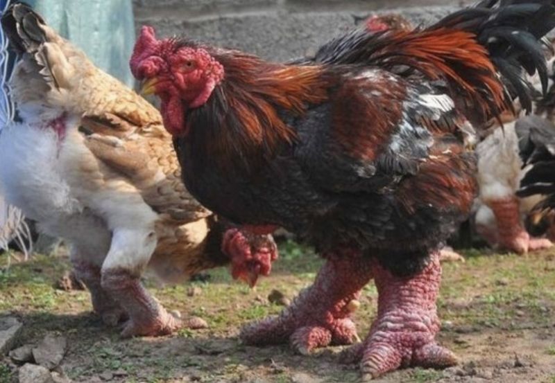 5 Fakta Dong Tao, Ayam Mahal yang Punya Ceker Jumbo Bersisik