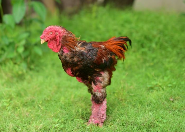 5 Fakta Dong Tao, Ayam Mahal yang Punya Ceker Jumbo Bersisik