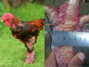 5 Fakta Dong Tao, Ayam Mahal yang Punya Ceker Jumbo Bersisik