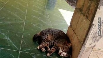 Alasan doang, aslinya mah males. Foto: 1cak