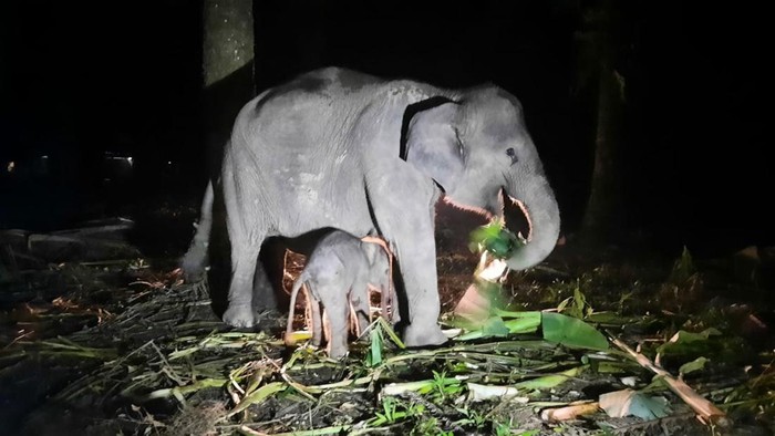 Foto: Anak gajah betina lahir (Dok BBKSDA Riau)