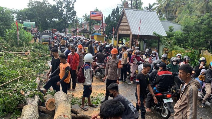 Jalan Poros Bone-Sinjai macet gegara pohon tumbang.