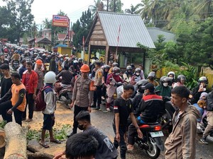 Poros Bone-Sinjai Macet 2 Km gegara Pohon Tumbang Tutupi Jalan