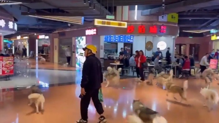 100 anjing padati mall di China