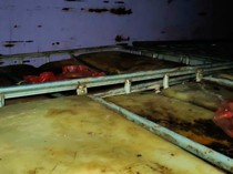 Polisi Amankan Truk Bawa 8 Ton Solar Ilegal di Pelabuhan Pulau Morotai