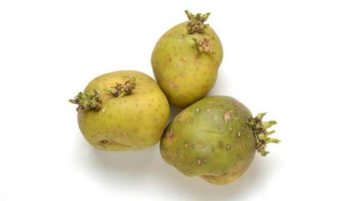 Gejala Keracunan Kentang Bertunas, Segera ke RS Sebelum Telat