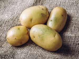 Kentang Sudah Kehijauan Kulitnya, Masih Aman Dimakan?