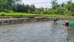 Segarnya Kali Bangkong Magelang, Dialiri Sumber Mata Air Begitu Jernih