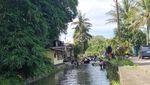Segarnya Kali Bangkong Magelang, Dialiri Sumber Mata Air Begitu Jernih
