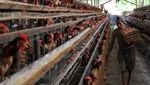 Meningkatnya Permintaan Telur Ayam untuk Lebaran