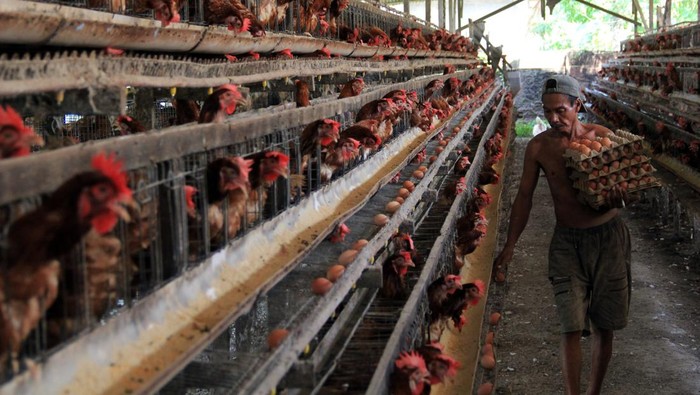 Pekerja menyortir telur ayam di Kawasan Ternak Ayam Pantai Labu, Kabupaten Deli Serdang, Sumatera Utara, Selasa (9/4/2024). Menurut peternak, permintaan telur ayam untuk kebutuhan Lebaran meningkat 100 persen dibandingkan hari biasanya dari 80-100 per papan per hari meningkat menjadi 180-200 per papan. ANTARA FOTO/Yudi Manar/pras.