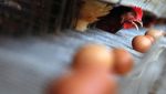 Meningkatnya Permintaan Telur Ayam untuk Lebaran