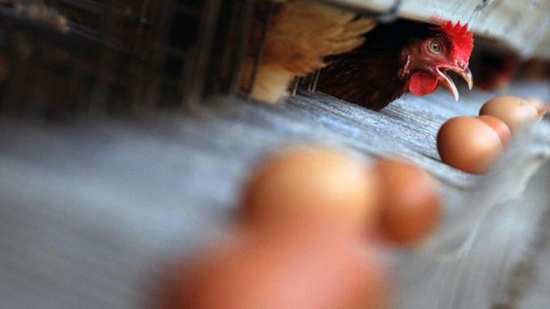 Pekerja menyortir telur ayam di Kawasan Ternak Ayam Pantai Labu, Kabupaten Deli Serdang, Sumatera Utara, Selasa (9/4/2024). Menurut peternak, permintaan telur ayam untuk kebutuhan Lebaran meningkat 100 persen dibandingkan hari biasanya dari 80-100 per papan per hari meningkat menjadi 180-200 per papan. ANTARA FOTO/Yudi Manar/pras.