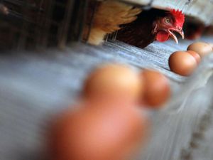 RI Berpeluang Jadi Raja Industri Protein Asia Tenggara