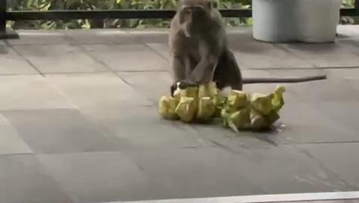 Monyet bawa ketupat warga.