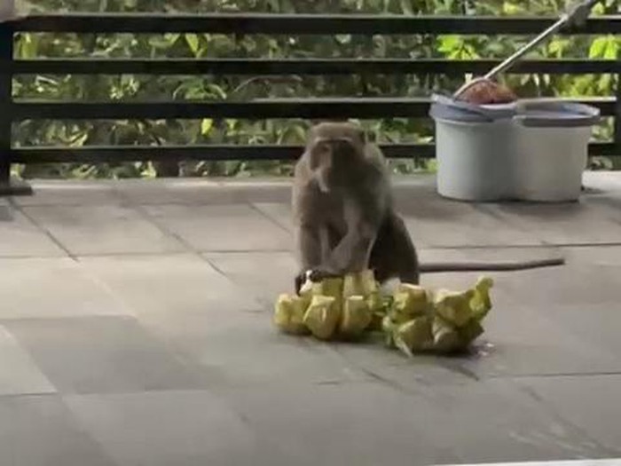 Monyet bawa ketupat warga.