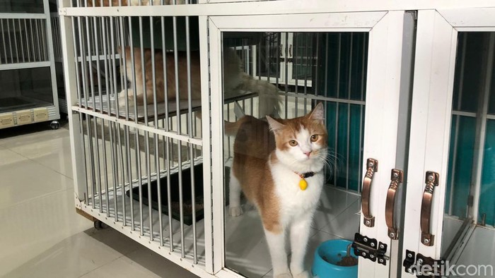 Penitipan kucing di Kota Malang