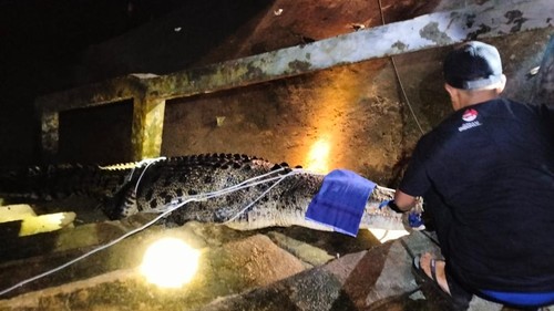 Petugas BBKSDA NTT menangkap buaya jantan di Perairan Mulut Seribu, Kecamatan Landu Leko, Kabupaten Rote Ndao, NTT. (Dok. BBKSDA NTT).